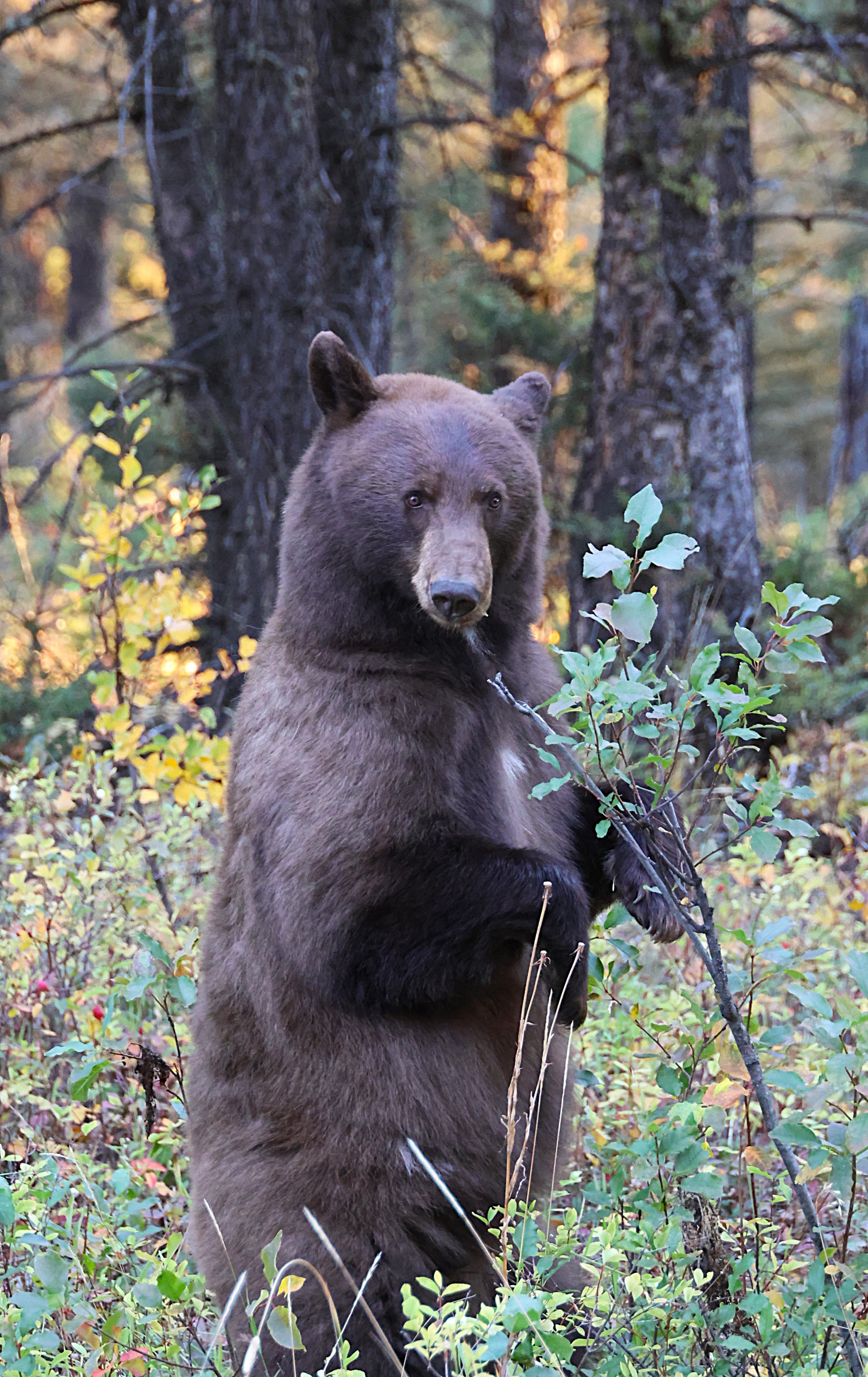 Black Bear near Mammoth YNP